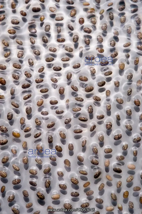 : Chia, Salvia hispanica : Chia, Salvia hispanica
