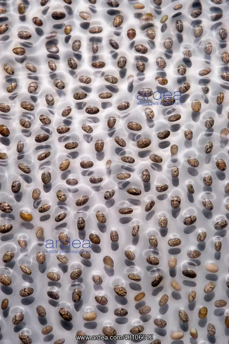 : Chia seeds : Chia seeds