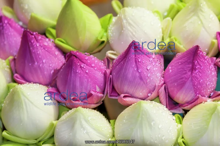 : Chiang Mai, Thailand. Purple and white lotus flowers : Chiang Mai, Thailand. Purple and white lotus flowers