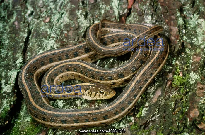 : Chicago Gartersnake : Chicago Gartersnake
