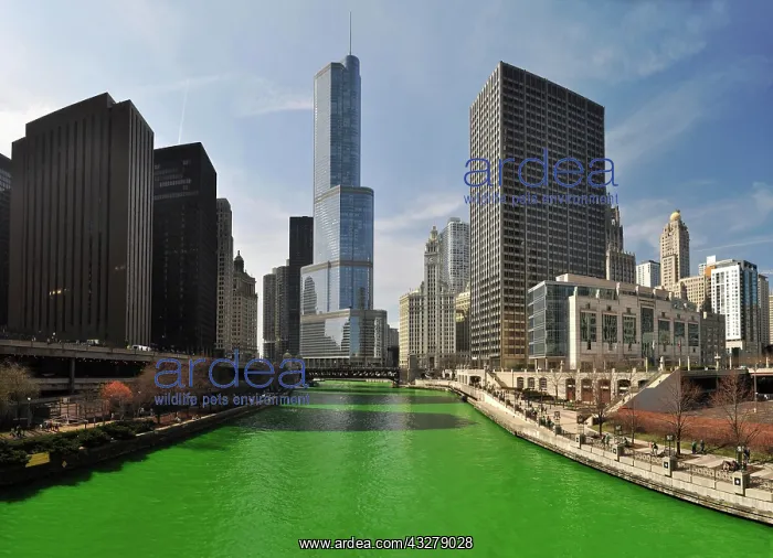 : Chicago River dyed green on Saint Patrick's Day : Chicago River dyed green on Saint Patrick's Day