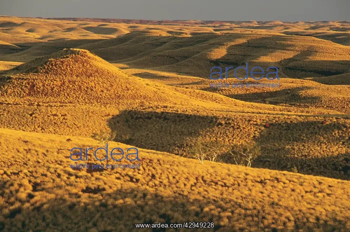 : Chichester Range : Chichester Range