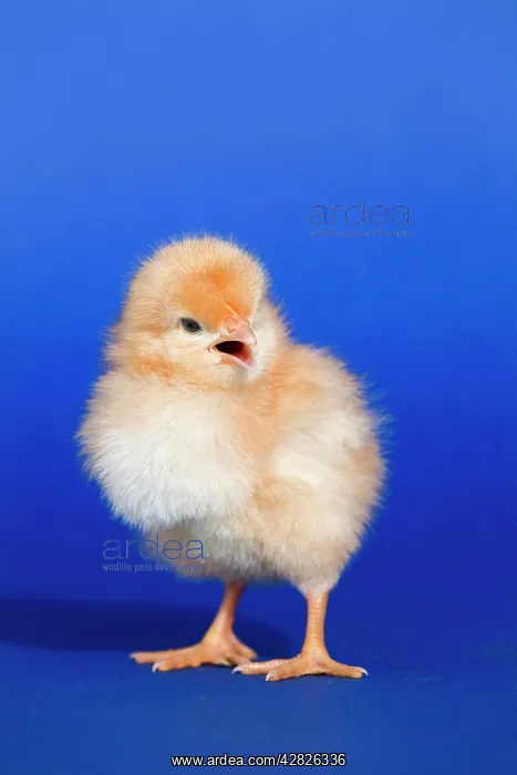 : Chick