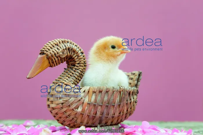  : Chick in basket