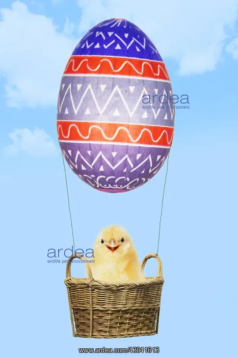  : Chick, in basket with Easter Egg