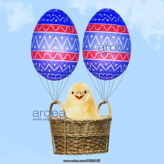  : Chick, in basket with Easter Eggs