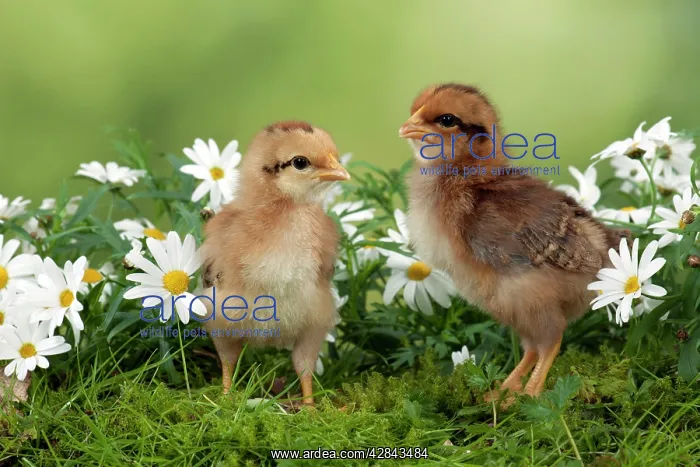  : CHICK - Chicks in flowers