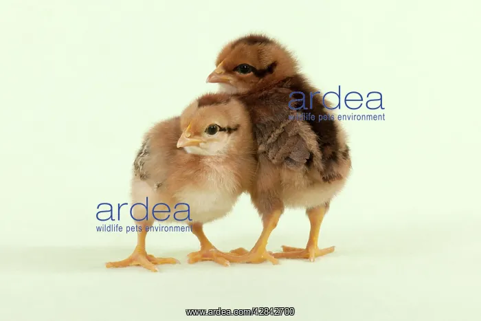  : CHICK - Chicks standing together