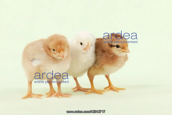  : CHICK - Chicks standing together