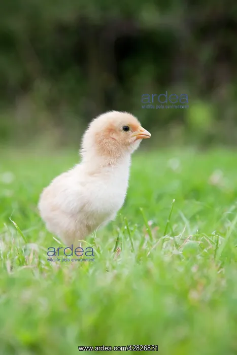  : Chick. Cornwall - UK
