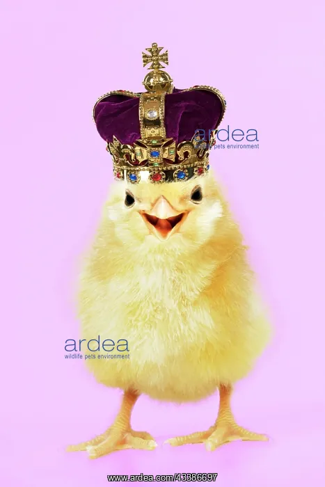 : Chick - Coronation Chicken wearing crown, smilin : Chick - Coronation Chicken wearing crown, smilin