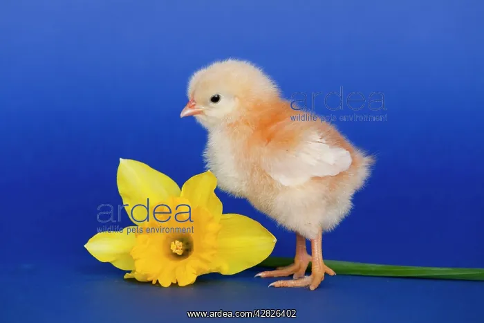  : Chick with daffodil