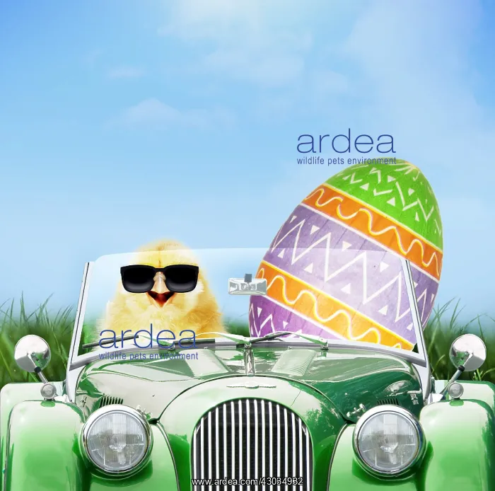 : Chick driving car through spring scene with Easter egg : Chick driving car through spring scene with Easter egg