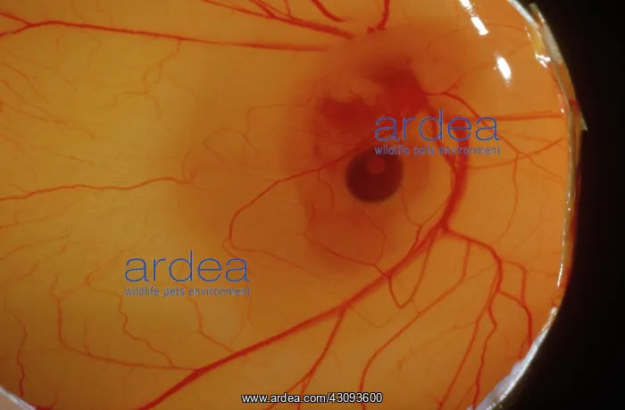 : Chick Embryo After 6 Days : Chick Embryo After 6 Days