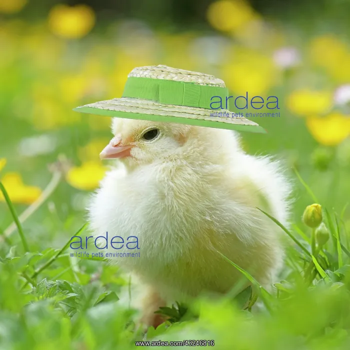 : Chick, in grass with buttercups and daisies wearing Easter b : Chick, in grass with buttercups and daisies wearing Easter b