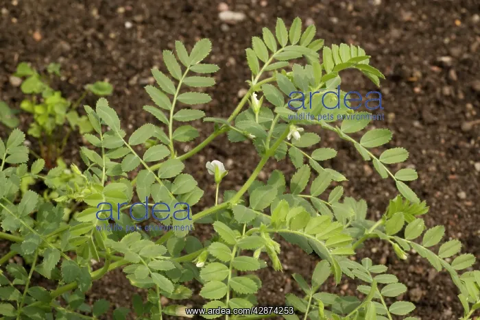 : Chick pea in flower - Widespread crop in warmer : Chick pea in flower - Widespread crop in warmer