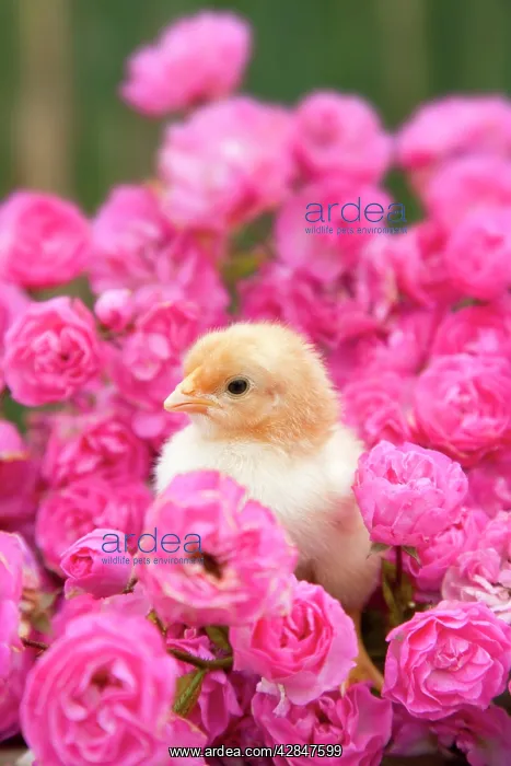 : Chick - amongst Pink Roses : Chick - amongst Pink Roses
