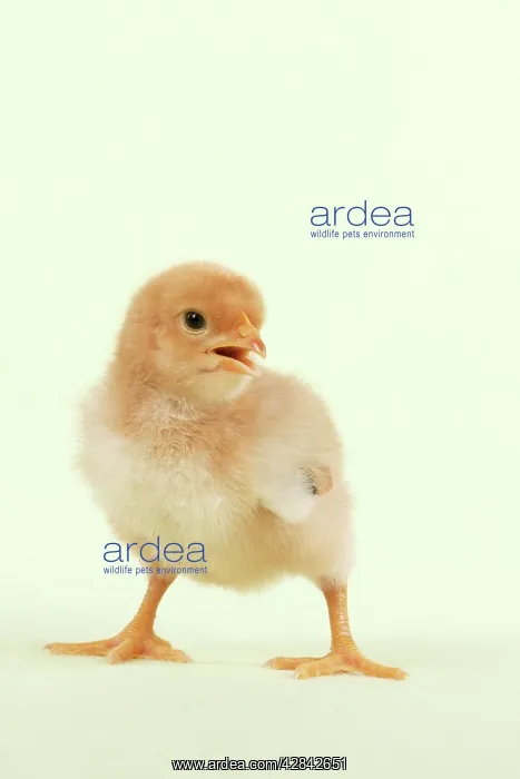  : Chick - standing