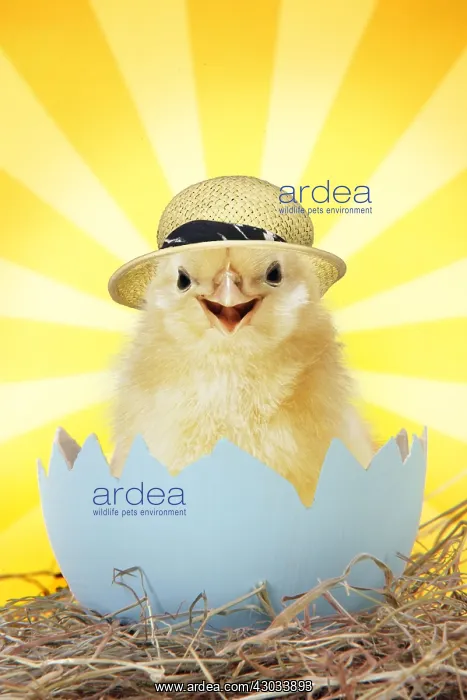  : Chick wearing straw hat emerging from egg shell