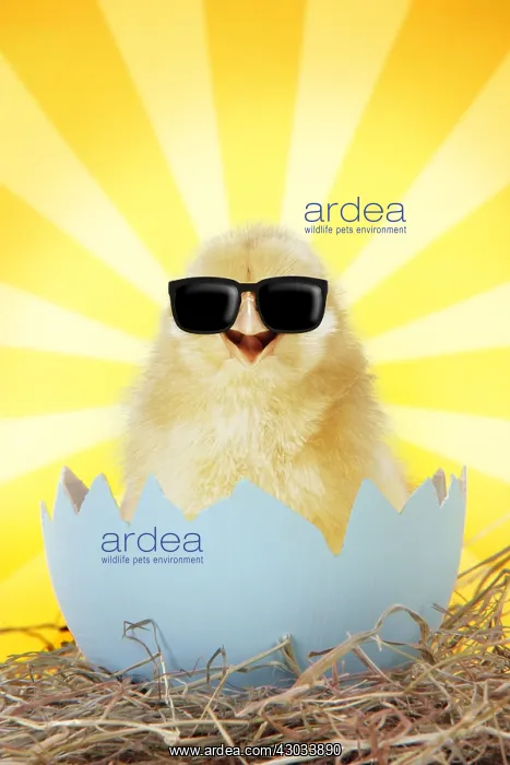 : Chick wearing sun glasses emerging from egg shell : Chick wearing sun glasses emerging from egg shell