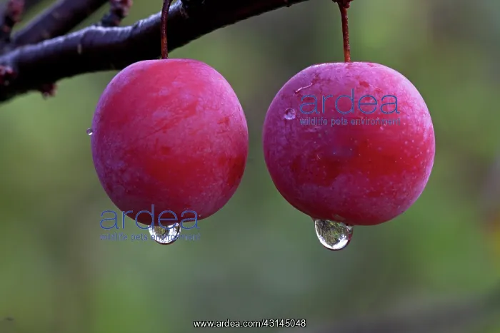  : Chickasaw Plum fruits