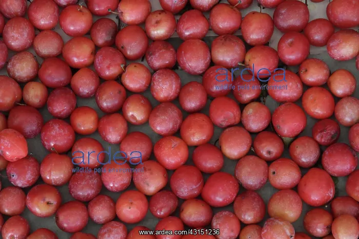 : Chickasaw Plum fruits : Chickasaw Plum fruits