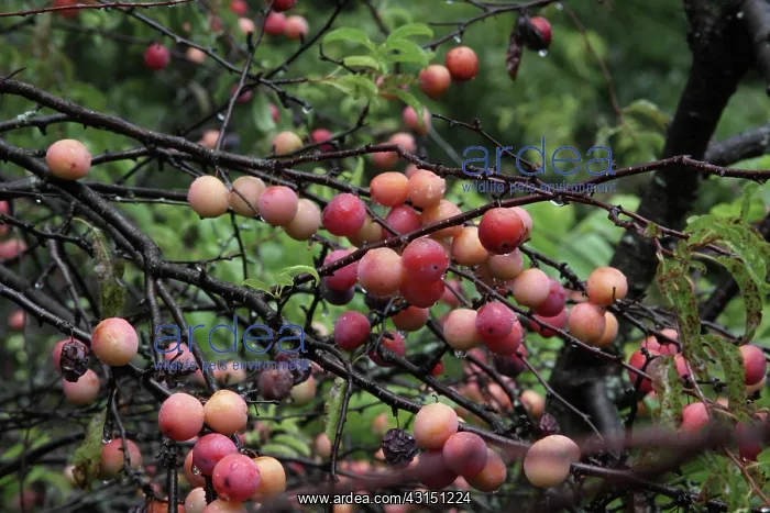 : Chickasaw Plum thicket : Chickasaw Plum thicket