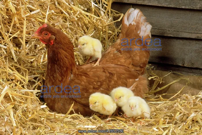  : CHICKEN - with 4 chicks - 1 on back