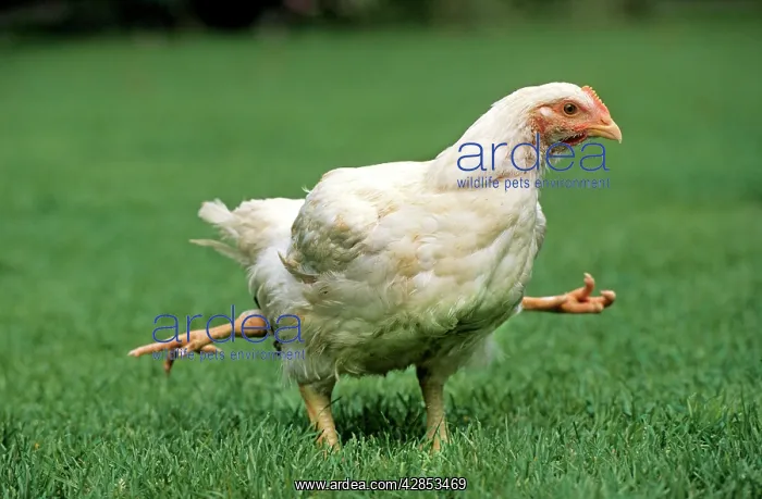  : Chicken - 4 legged chicken running through grass