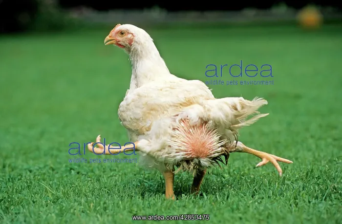  : Chicken - 4 legged chicken running through grass