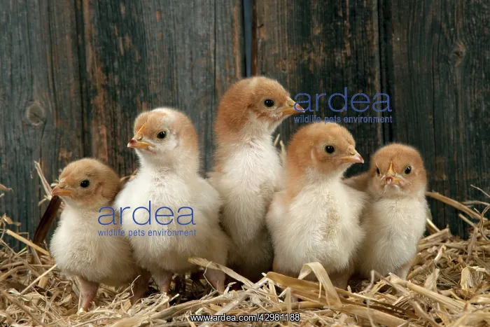  : CHICKEN. Chicks standing in a row