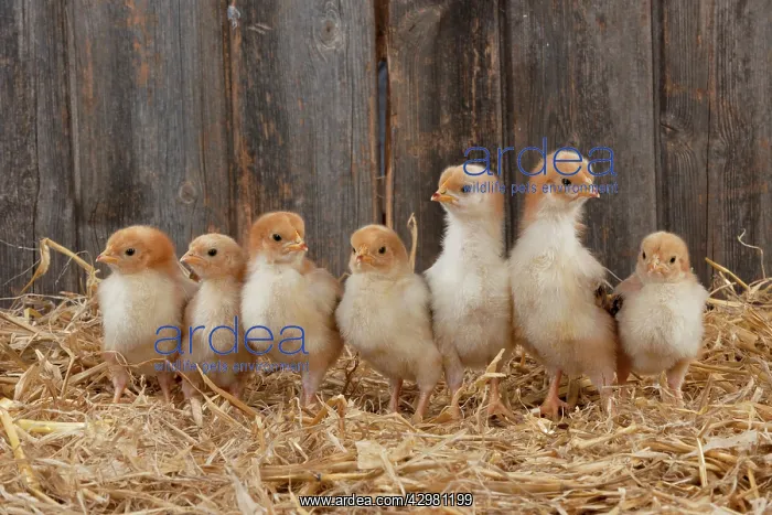  : CHICKEN. Chicks standing in a row