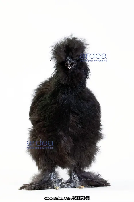  : Chicken Black Silkie hen