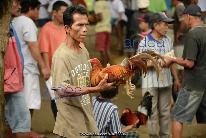  : Chicken. Man with Chicken (Gallus gallus domesticus) at cock fighting