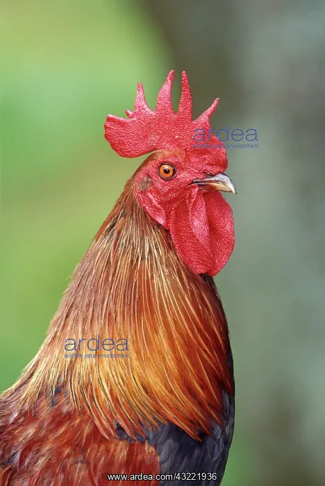 : Chicken. Domestic chicken (Gallus domesticus), Kauai, Hawaii : Chicken. Domestic chicken (Gallus domesticus), Kauai, Hawaii