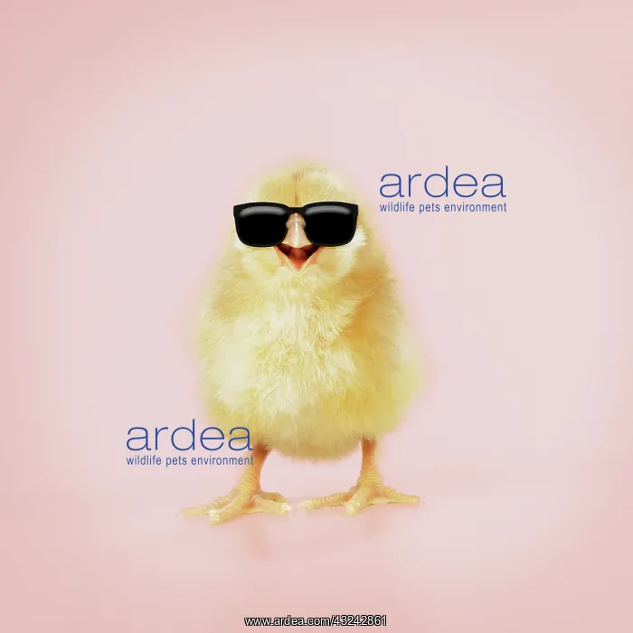: Chicken Chick wearing sunglasses smiling laughing cool chick Digital Manipulation : Chicken Chick wearing sunglasses smiling laughing cool chick Digital Manipulation
