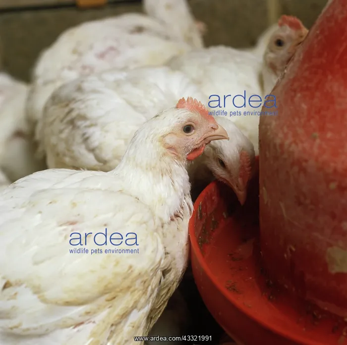 : Chicken. Young broiler chicken near feed container in an open house, Dorset : Chicken. Young broiler chicken near feed container in an open house, Dorset