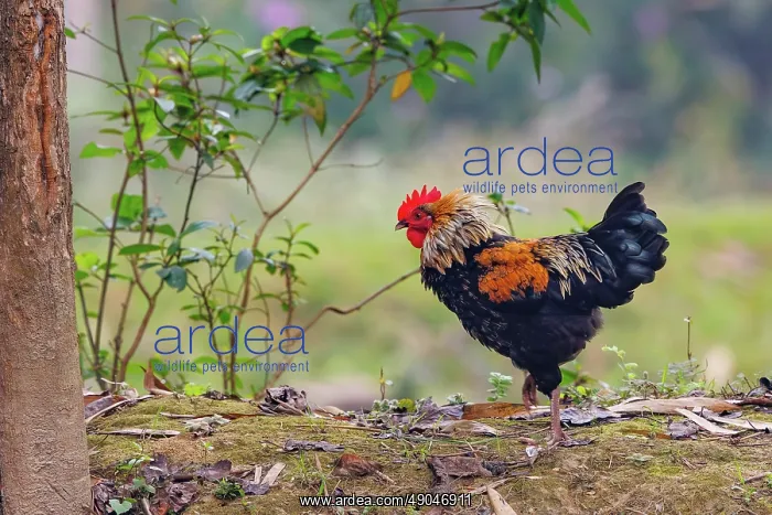 : Chicken. Inde, Assam, Parc national de Manas, Coq domestique proche du Coq bankiva : Chicken. Inde, Assam, Parc national de Manas, Coq domestique proche du Coq bankiva