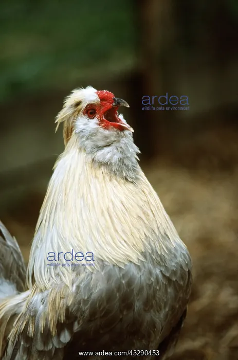 : Chicken - Aracana Bantam Fowl, Male : Chicken - Aracana Bantam Fowl, Male
