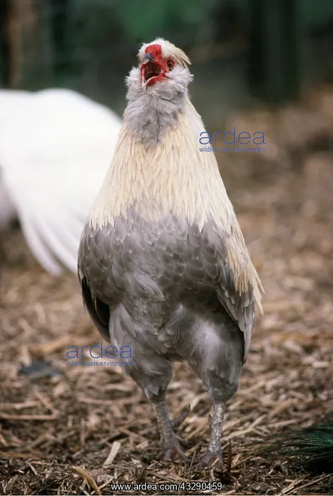 : Chicken - Aracana Bantam Fowl - Male : Chicken - Aracana Bantam Fowl - Male