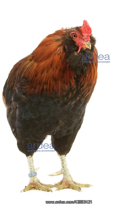 : Chicken - Araucana / South American Rumpless - in studio : Chicken - Araucana / South American Rumpless - in studio