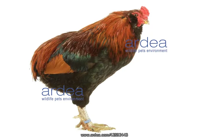 : Chicken - Araucana / South American Rumpless - in studio : Chicken - Araucana / South American Rumpless - in studio