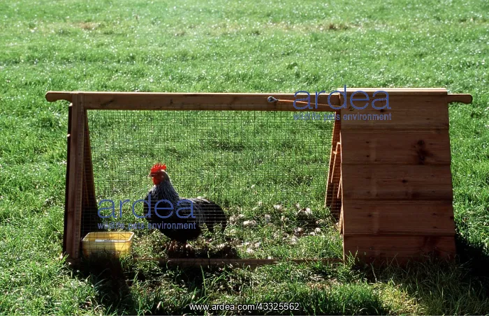 : CHICKEN - BANTAM COCK IN HUTCH : CHICKEN - BANTAM COCK IN HUTCH