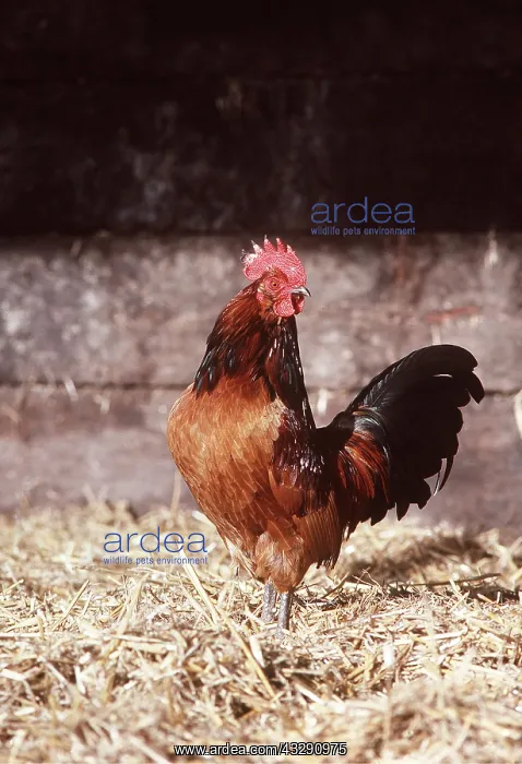 : CHICKEN - Bantam (Cross) Chicken Fowl : CHICKEN - Bantam (Cross) Chicken Fowl