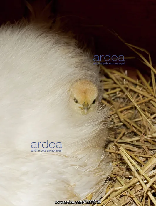 : Chicken - Bantam Hen with newly hatched chick : Chicken - Bantam Hen with newly hatched chick