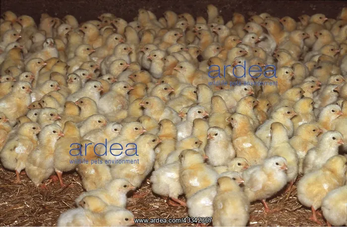 : CHICKEN - BATTERY CHICKS, Breeding of Broiler Chickens : CHICKEN - BATTERY CHICKS, Breeding of Broiler Chickens