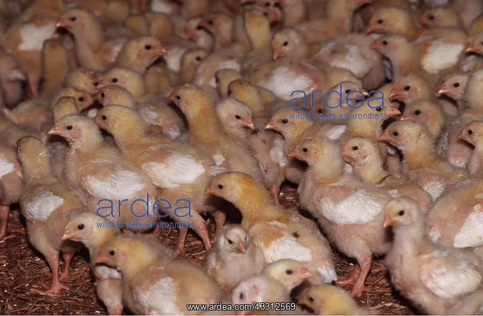 : CHICKEN - BATTERY CHICKS, Vedette Chickens, 9 days old : CHICKEN - BATTERY CHICKS, Vedette Chickens, 9 days old
