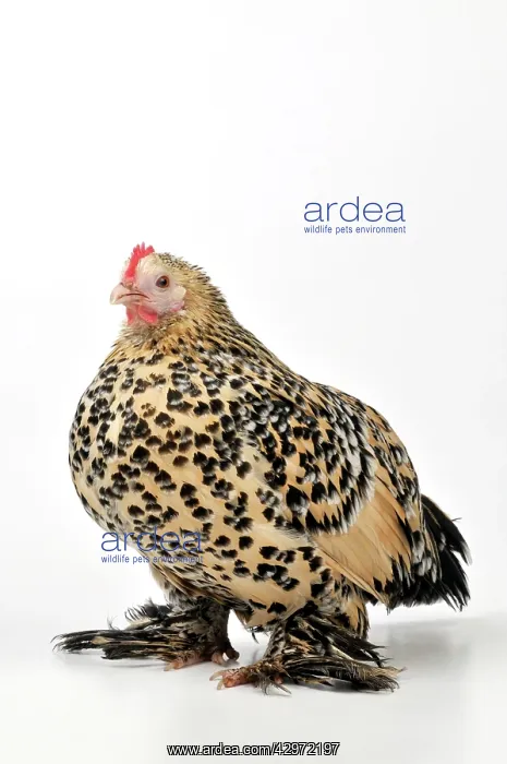 : CHICKEN - Belgian bantam : CHICKEN - Belgian bantam