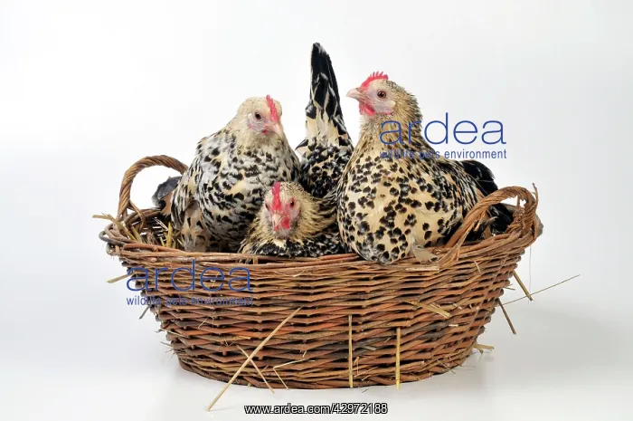  : CHICKEN - Belgian bantams sitting in a basket