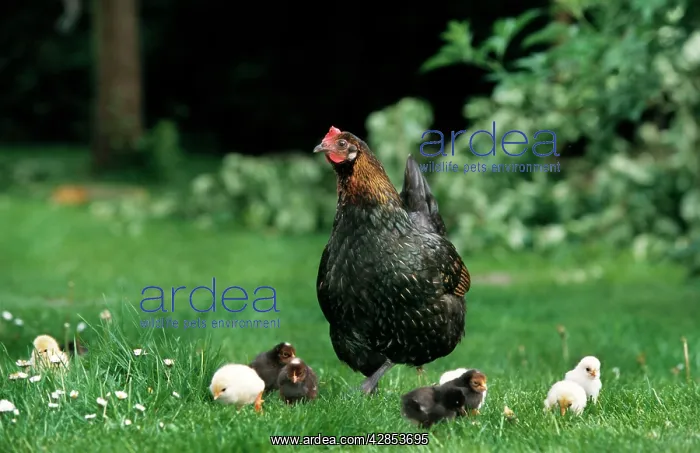 : Chicken - black with black & yellow chicks in grass : Chicken - black with black & yellow chicks in grass